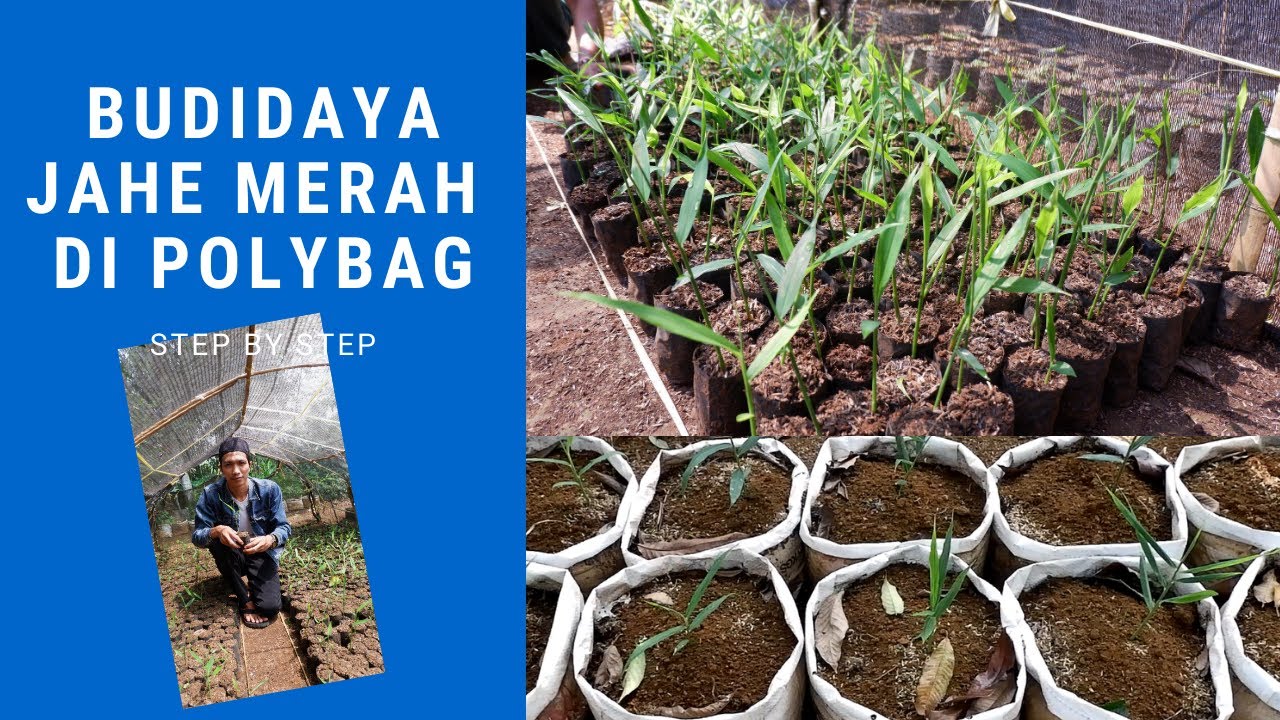 Cara Tanam Jahe Merah di Polybag (How to Cultivate Red Ginger in Planterbags)