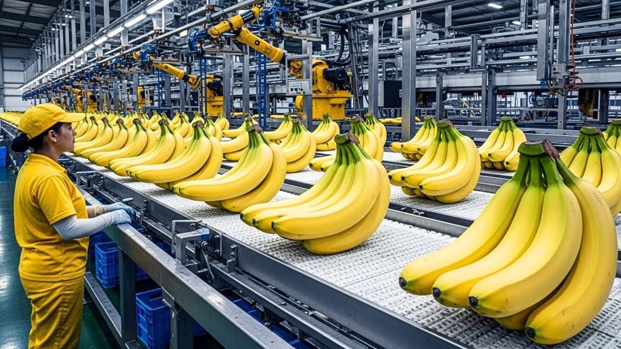 Fábrica de Snacks de Banana: Del Árbol a Chips Crujientes | Proceso Completo