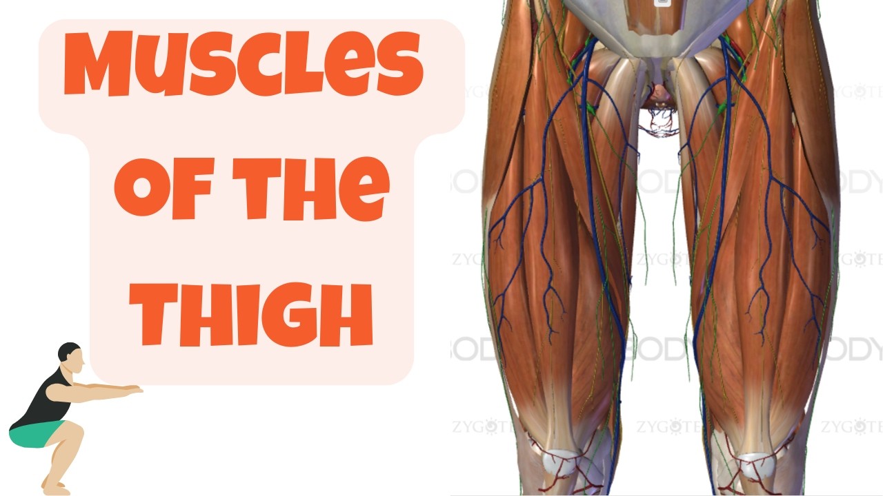 Thigh Muscles Explained (3D Anatomy Review) 