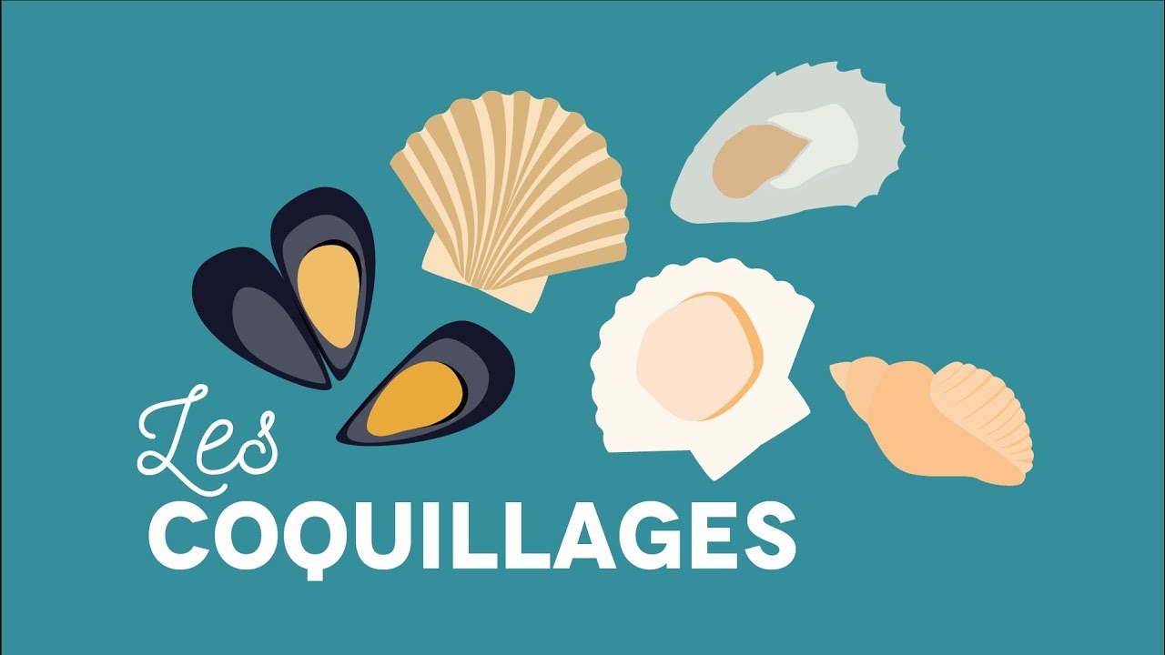 Coquillages à la carte ! - Les Carnets de Julie
