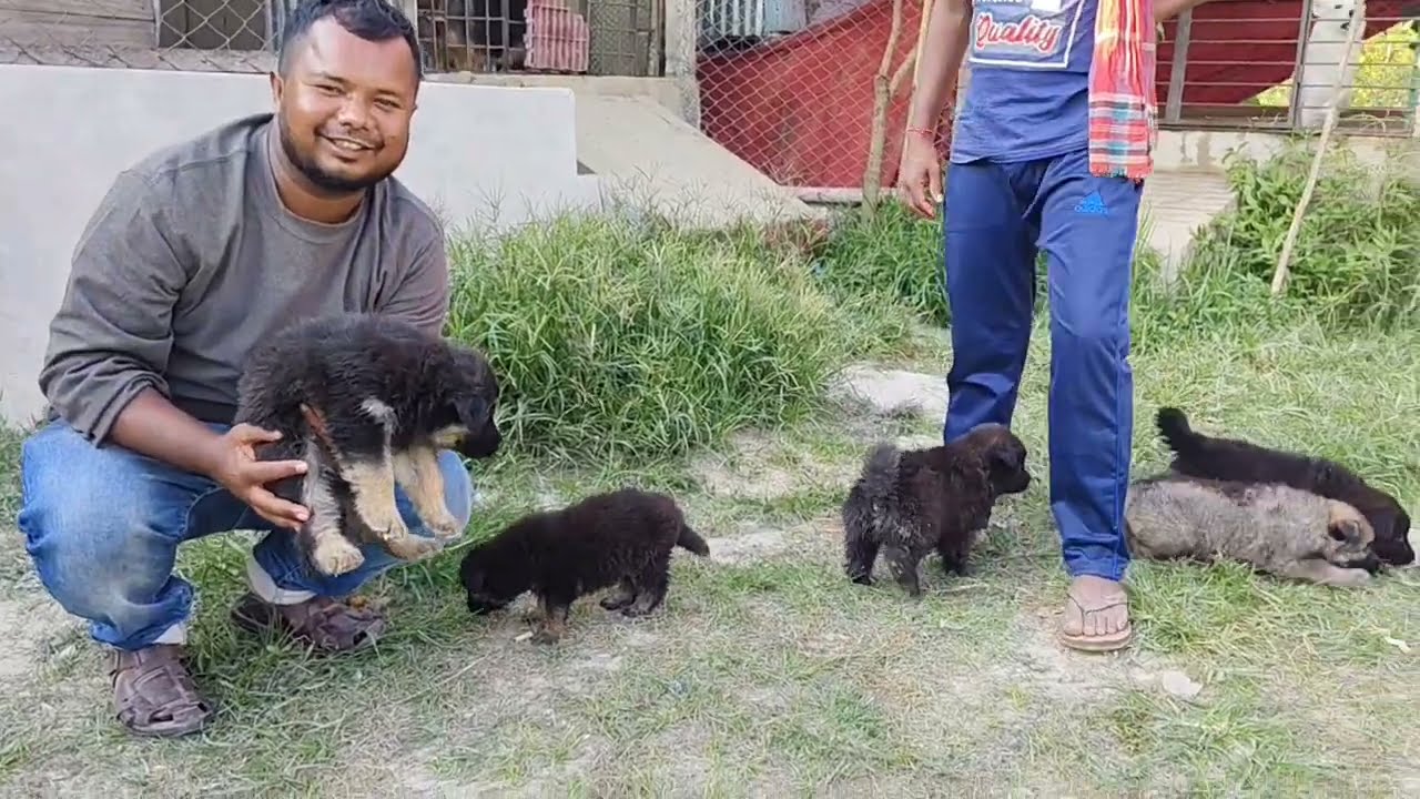 বাংলাদেশের সবচেয়ে বড় কুকুর 🐶 এর খামার । বিভিন্ন প্রজাতির কুকুর লালন পালন হয় এই খামারে।