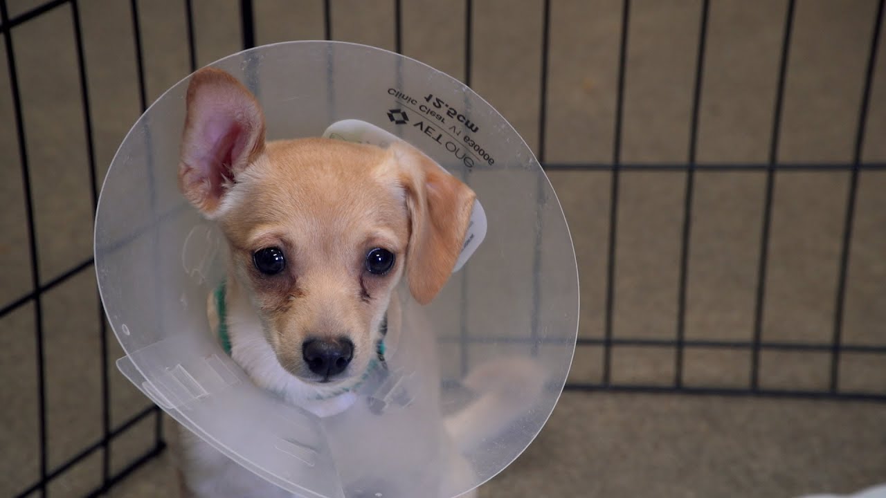 Hoarding Case: 56 Chi/Poodles SAVED!