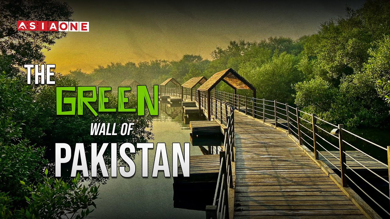 Mangrove Forest: The Green Wall of Pakistan | Full Documentary | Asia One News