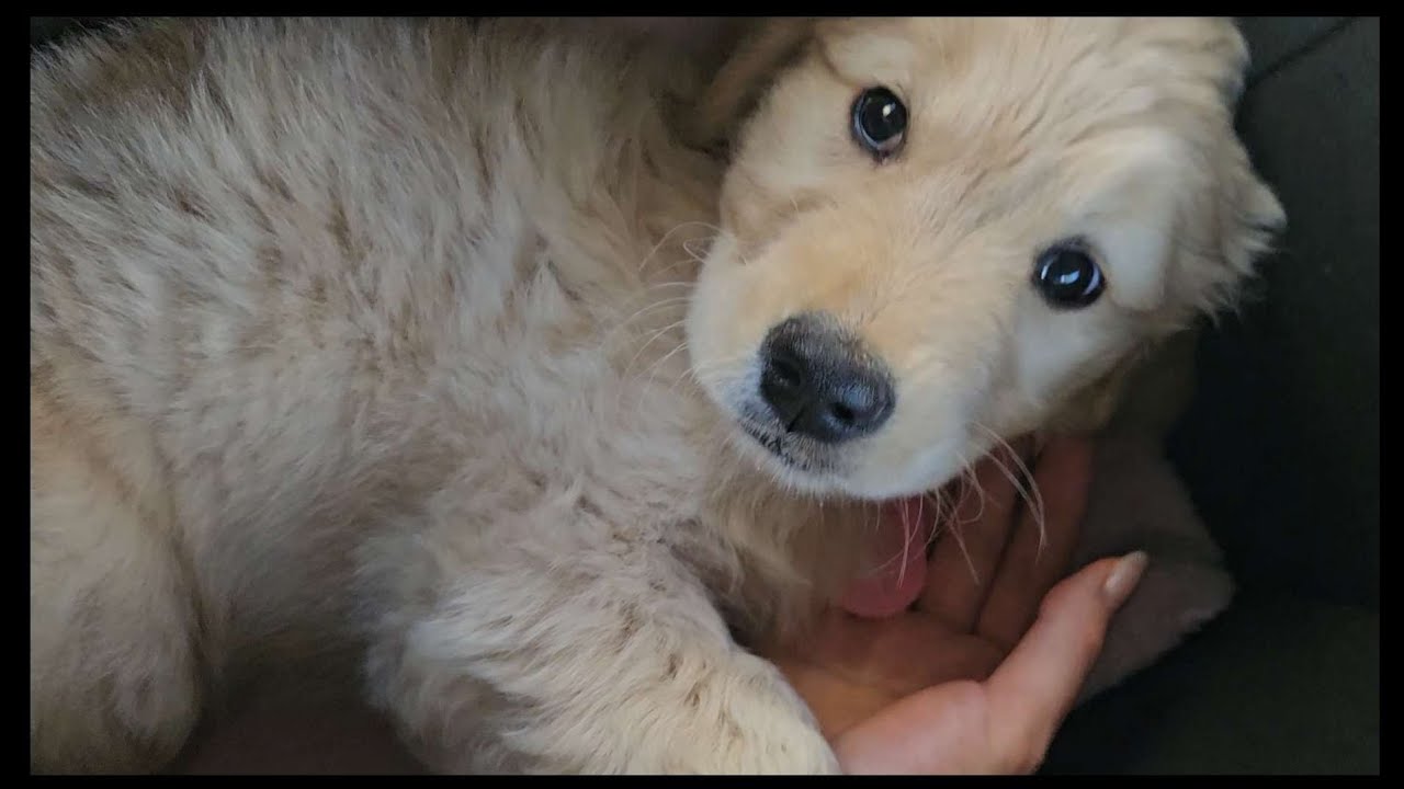 ゴールデンレトリバーの子犬と一緒に暮らし始めます！！！！