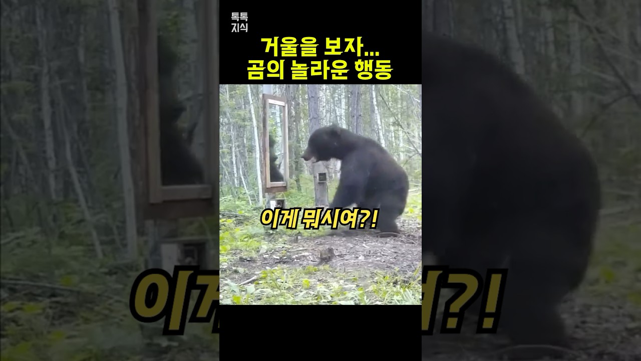 곰이 거울을 보자&hellip; 녀석의 반응은?