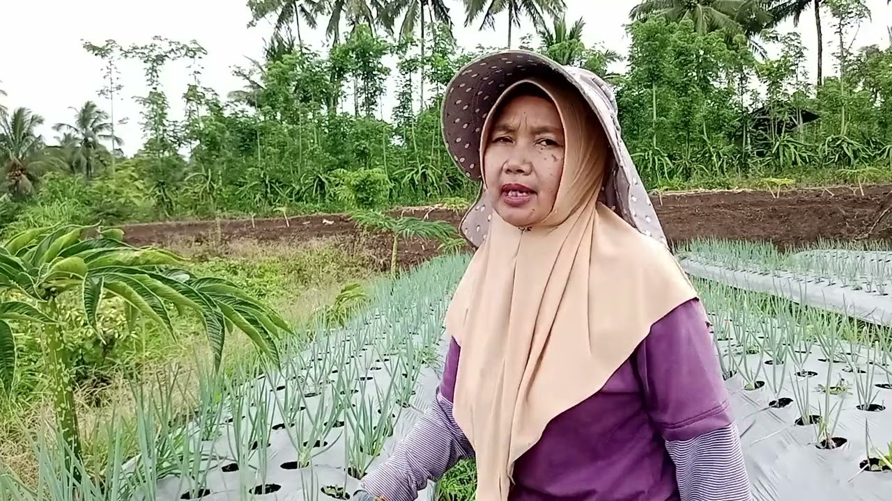 Tips perawatan bawang daun/bawang pre.. 