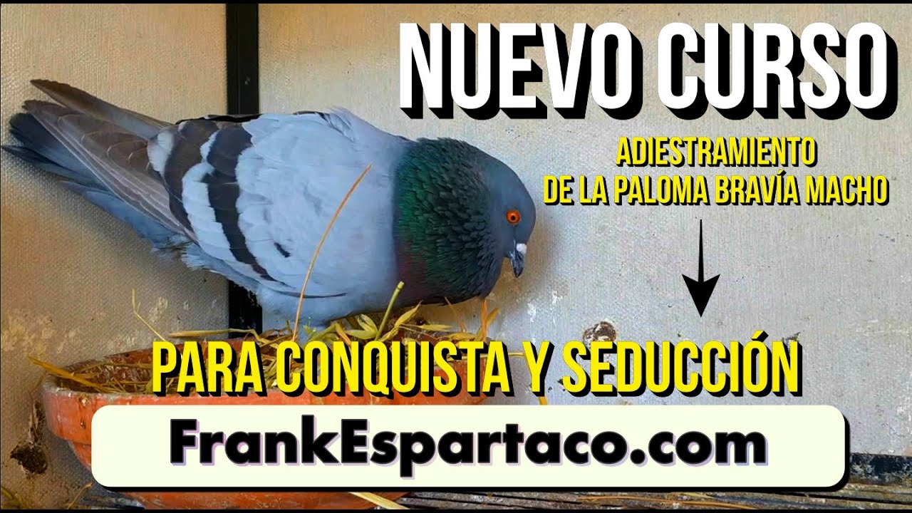 NUEVO CURSO 🌎 Adiestramiento de la Paloma Bravía macho para conquista y seducción.🇪🇸☺️ Mis secretos.