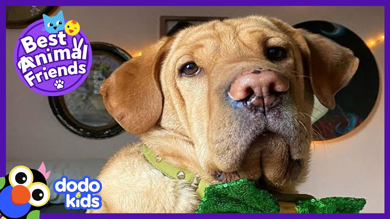 This Dog Is Definitely Part Guinea Pig | Animal Videos For Kids | Dodo Kids