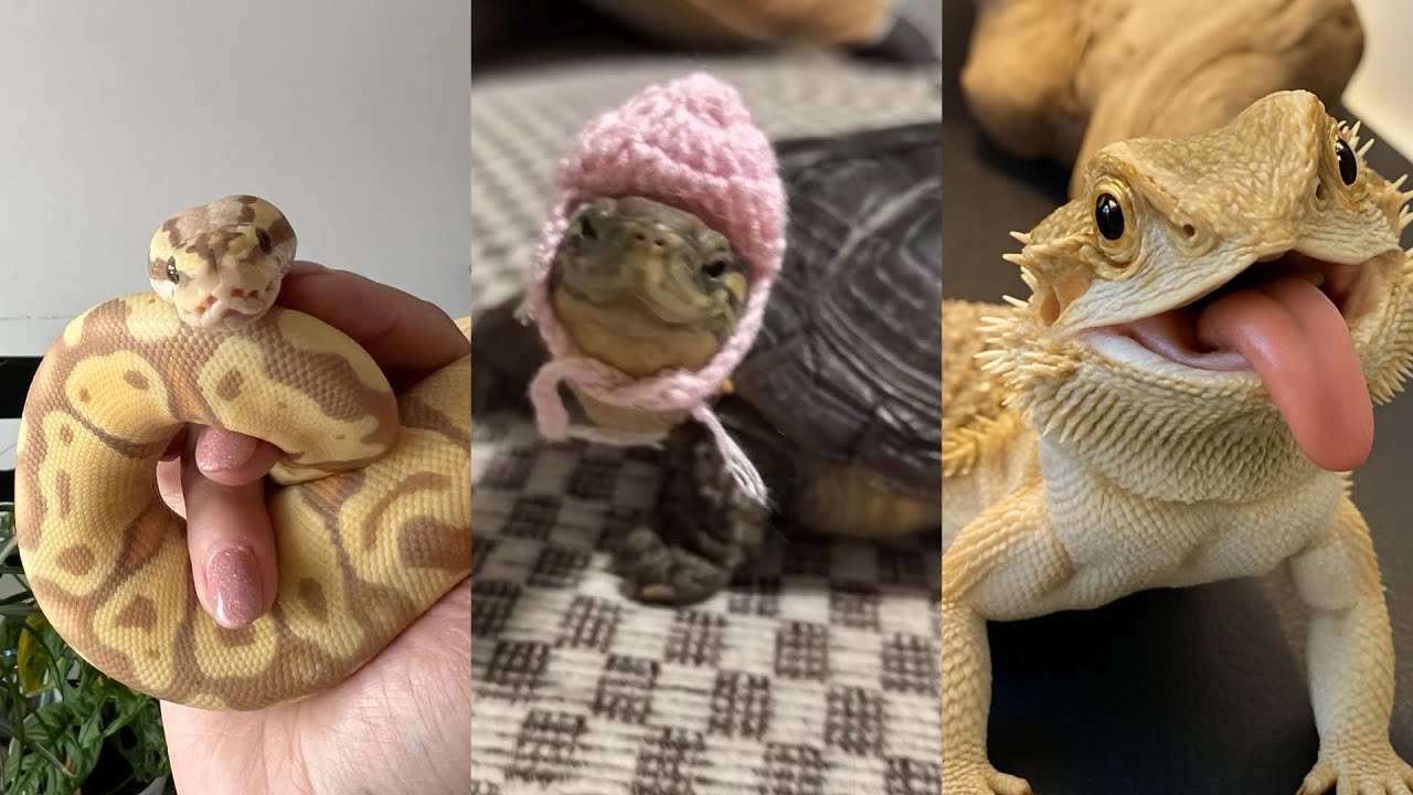 REPTILE SIDE OF TIKTOK🐍🐢🦎🐉#animals #reptiles #fyp #snake #gecko #turtle 