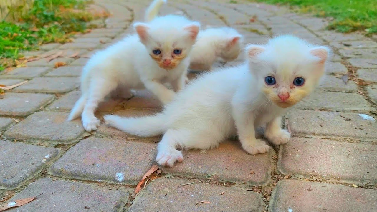 Kittens waiting for mother cat