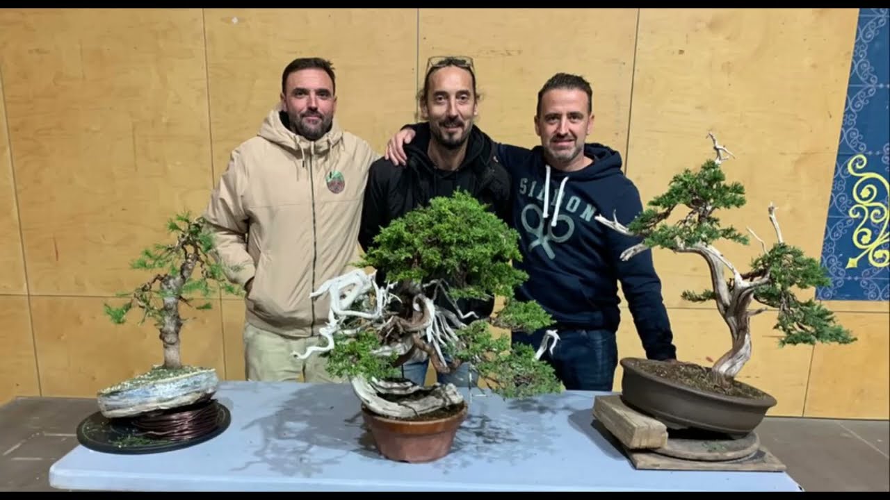 IX exposición de bonsáis de Alcalá de Guadaira .PARTE 1