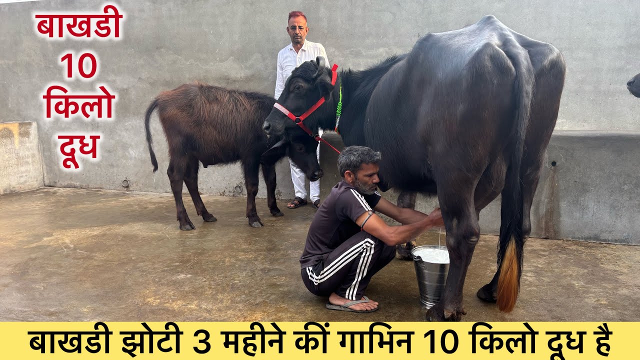 बाखडी झोटी 3 महीने की गाभिन है 10 किलो दूध है नीचे कटडा है Bakhadi Buffalo 