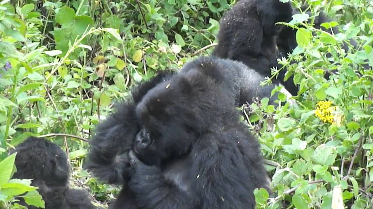 Mountain Gorillas in Virunga Mountains, Rwanda (Susa Group)