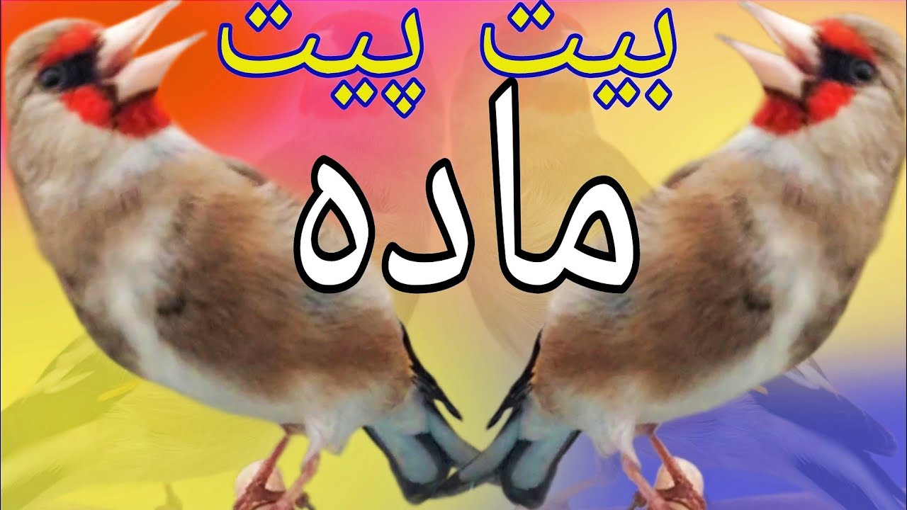 (پیت پیتک) صدای سایره برای مستی| Gold finch song voice that makes the sounds of a strong gold finch