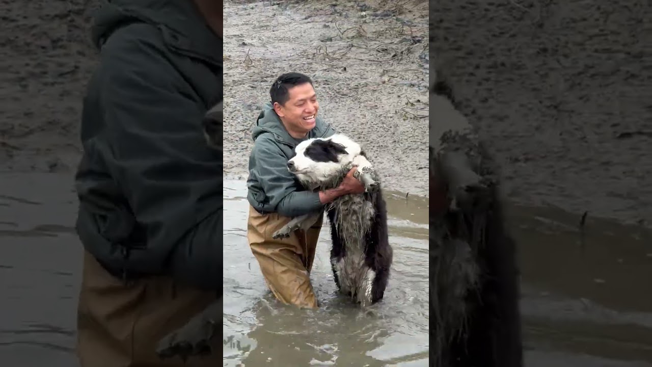 Transformers 27 Transform the Magic Pill Border Collie for the Rural Mother-in-law and Cat