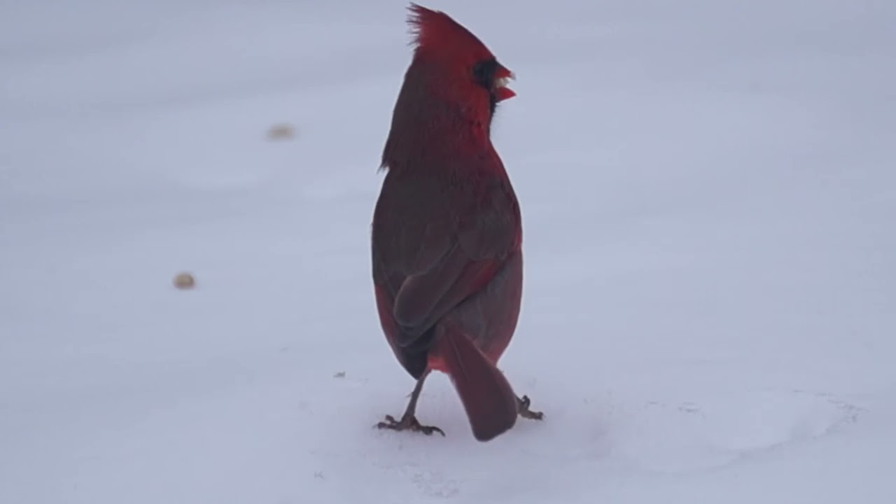 Cardinals on Snow @ High Park