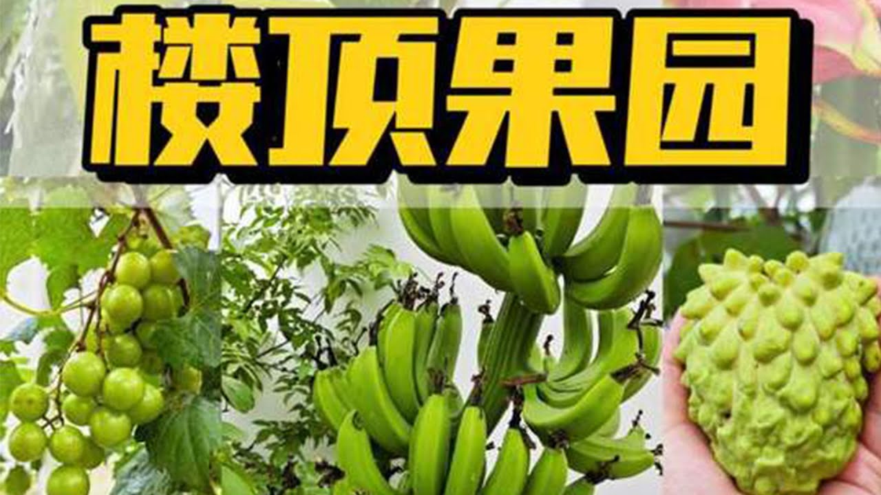 楼顶果园秋冬水果大盘点！各种水果挂满枝，盆栽也能实现水果自由 #盆栽果树 #楼顶果园 #蓝莓