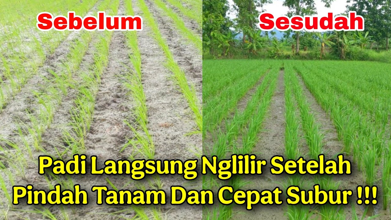 Setelah Tanam Langsung Nglilir Pertumbuhan Padi Tidak Macet dan Cepat Subur❗Mau Tau Caranya ?