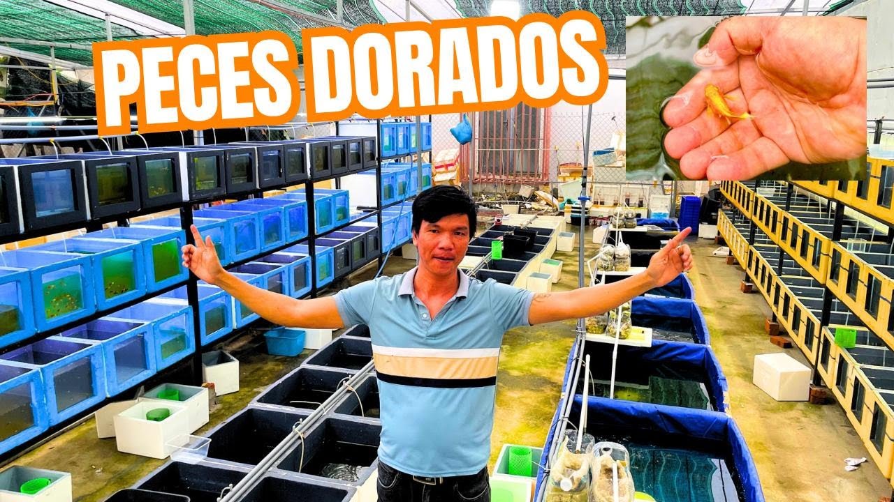 CRIADERO DE PECES DORADOS EN VIETNAM