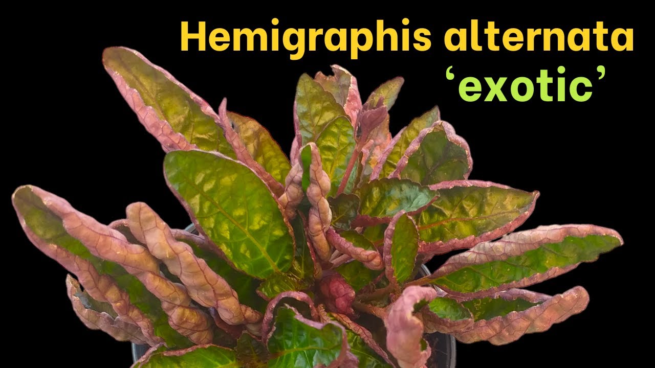 How to Grow Hemigraphis alternata 'exotic'  (Waffle Plant)