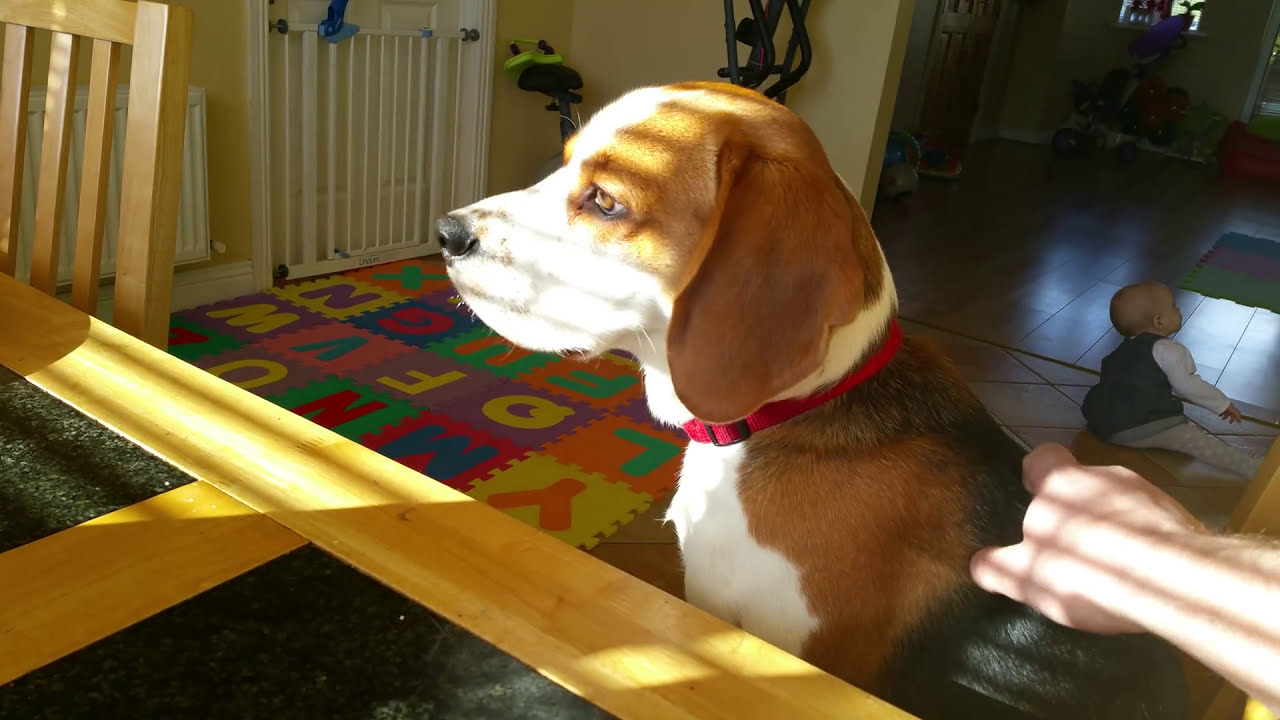 Smart Beagle Tries to TRADE Baby's Toy for Breakfast! (So Clever!)