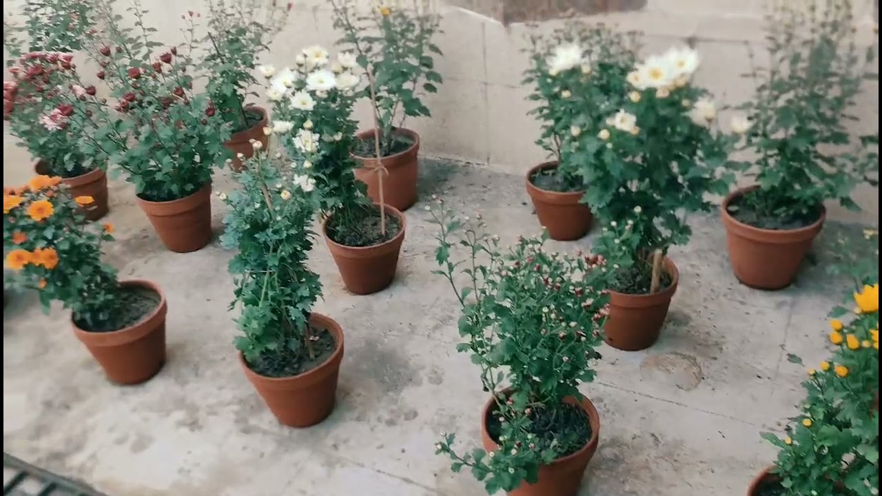 winter flower #iitkgp
