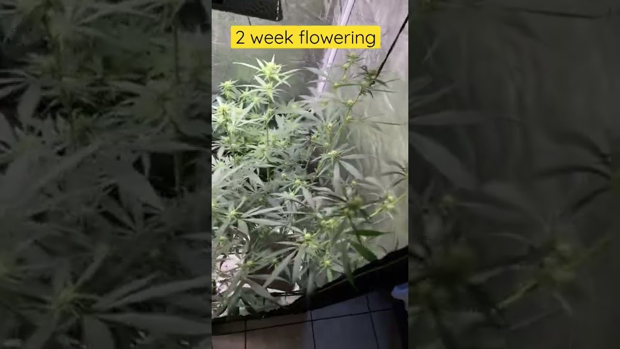 2 weeks flowering
