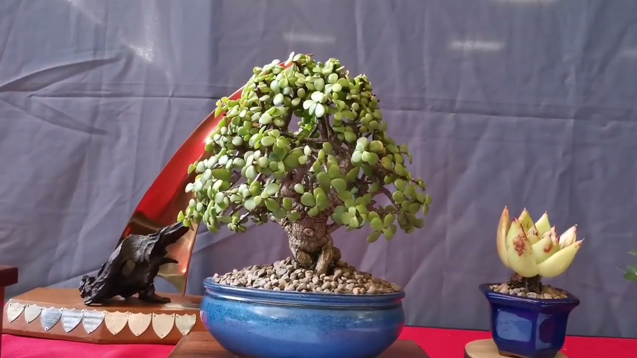 BRAT open day hosted Pretoria Bonsai Kai,29 April 2023. #southafricanbonsai    #bonsaiexhibition