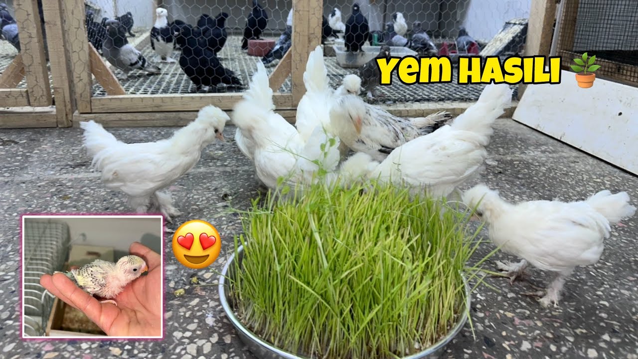 Sultan Tavuk ve Civcivlere Hasıl Verdik 🪴 Muhabbet Kuşu Yavruları Harika oldu 🦜😍 Hasıl Yapımı 