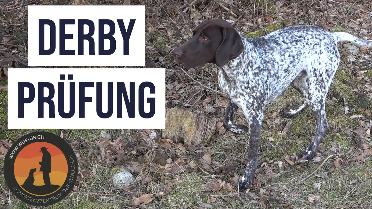 DERBY gemäss Prüfungsordnung (DK) | Hundeschule U.B.