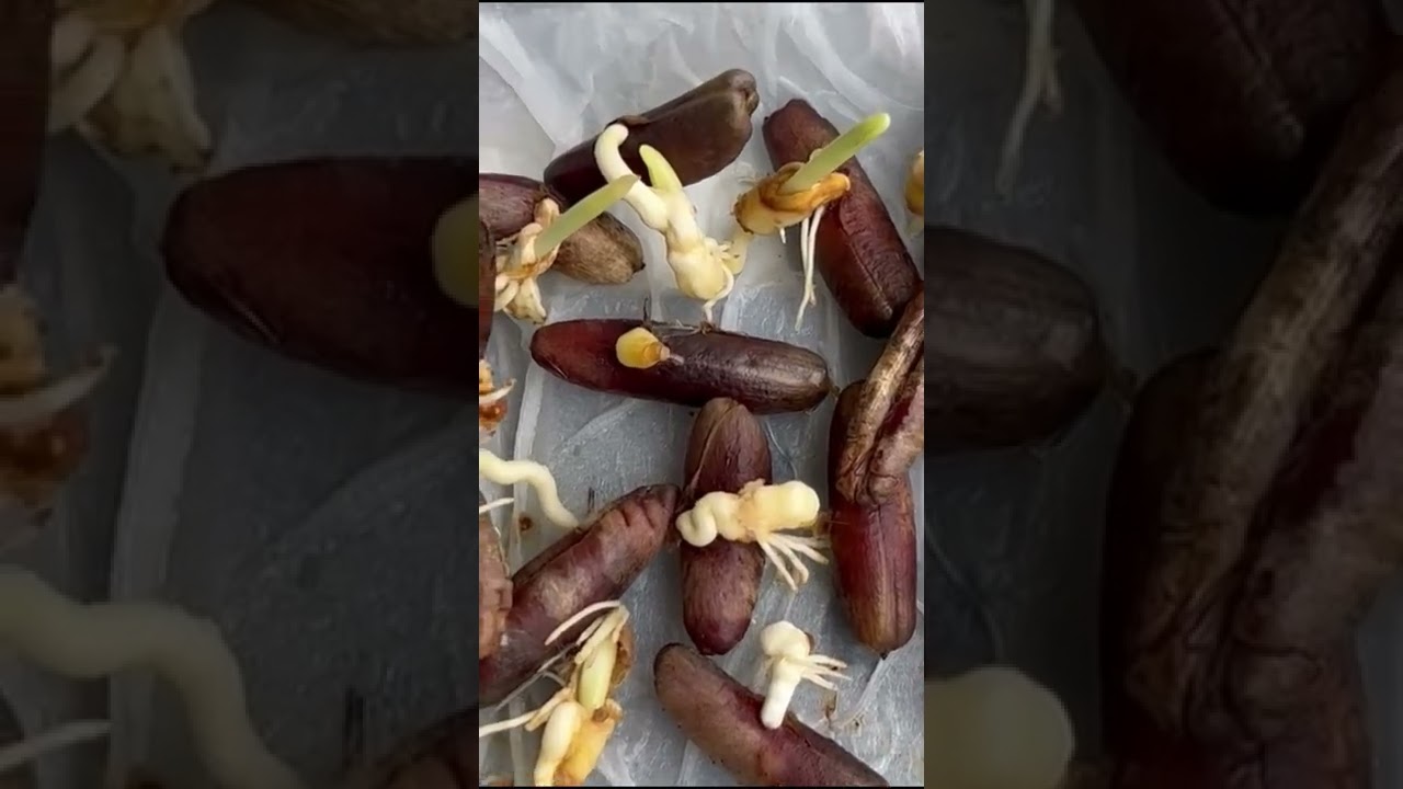 100% Germination of date seed using paper towel method.