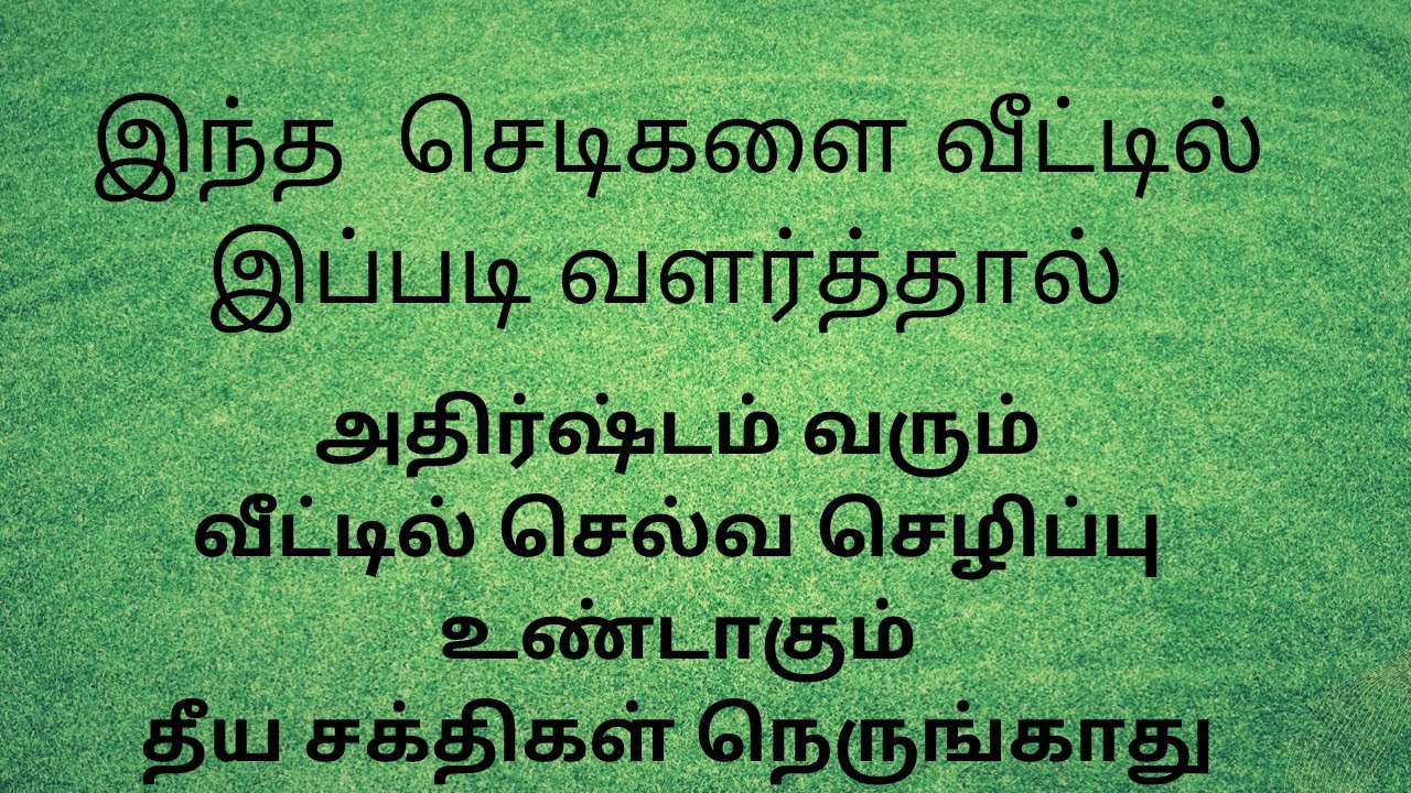 அதிர்ஷ்டம் தரும் செடிகள் /வீட்டில் வளர்க்க வேண்டிய அதிர்ஷ்ட செடிகள் / lucky plants to grow in house