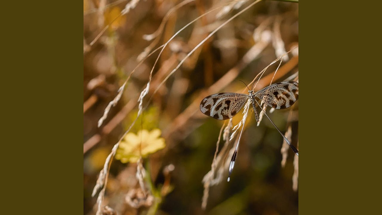 fly like a butterfly