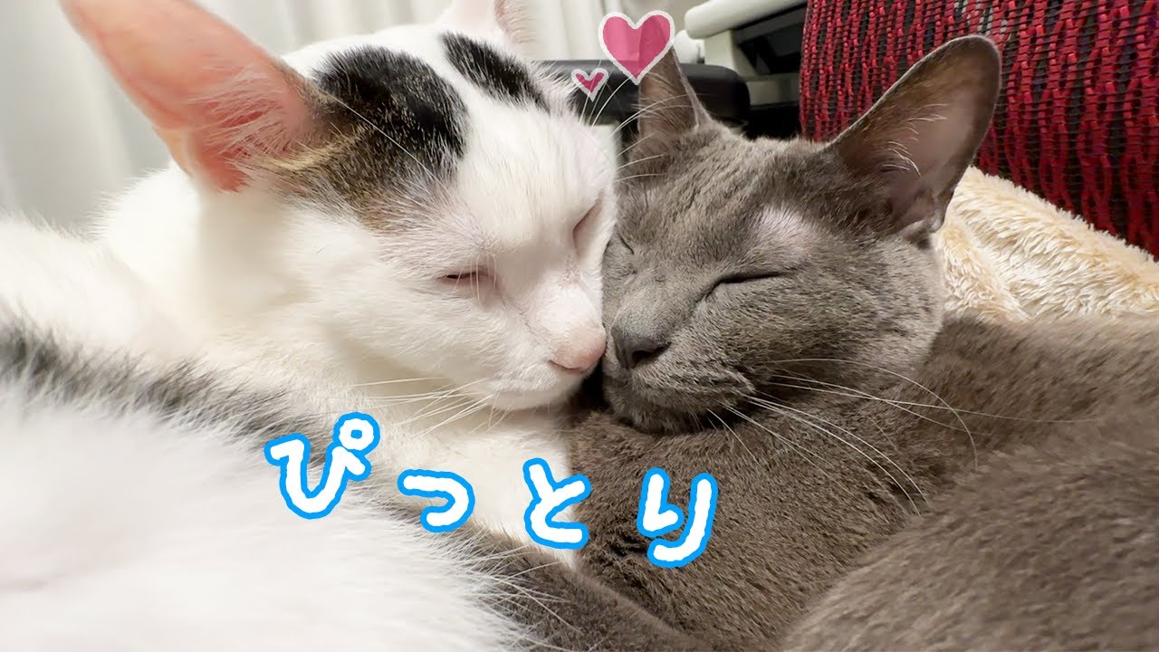 パパがいない日はこうやって過ごします！