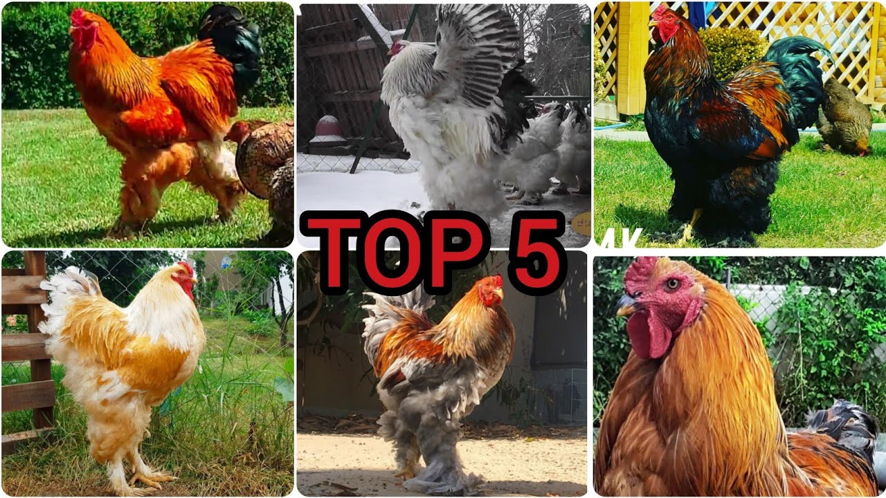 Top 5 Biggest & Cutest Brahma Roosters in the World