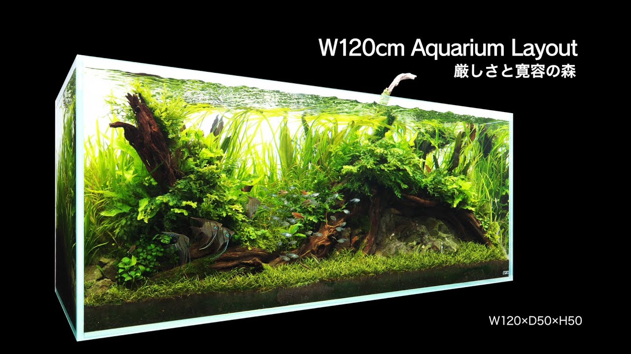 [ADAview] Forest of Harshness and Generosity 厳しさと寛容の森  -W120cm Aquarium Layout-【EN/JP Sub.】