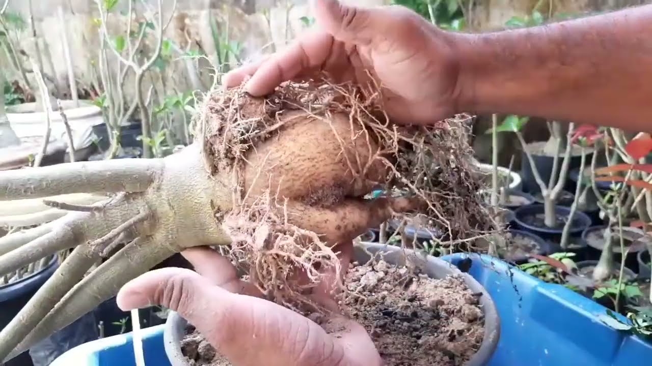 O milagre da areia na rosa do deserto para engordar o caudex