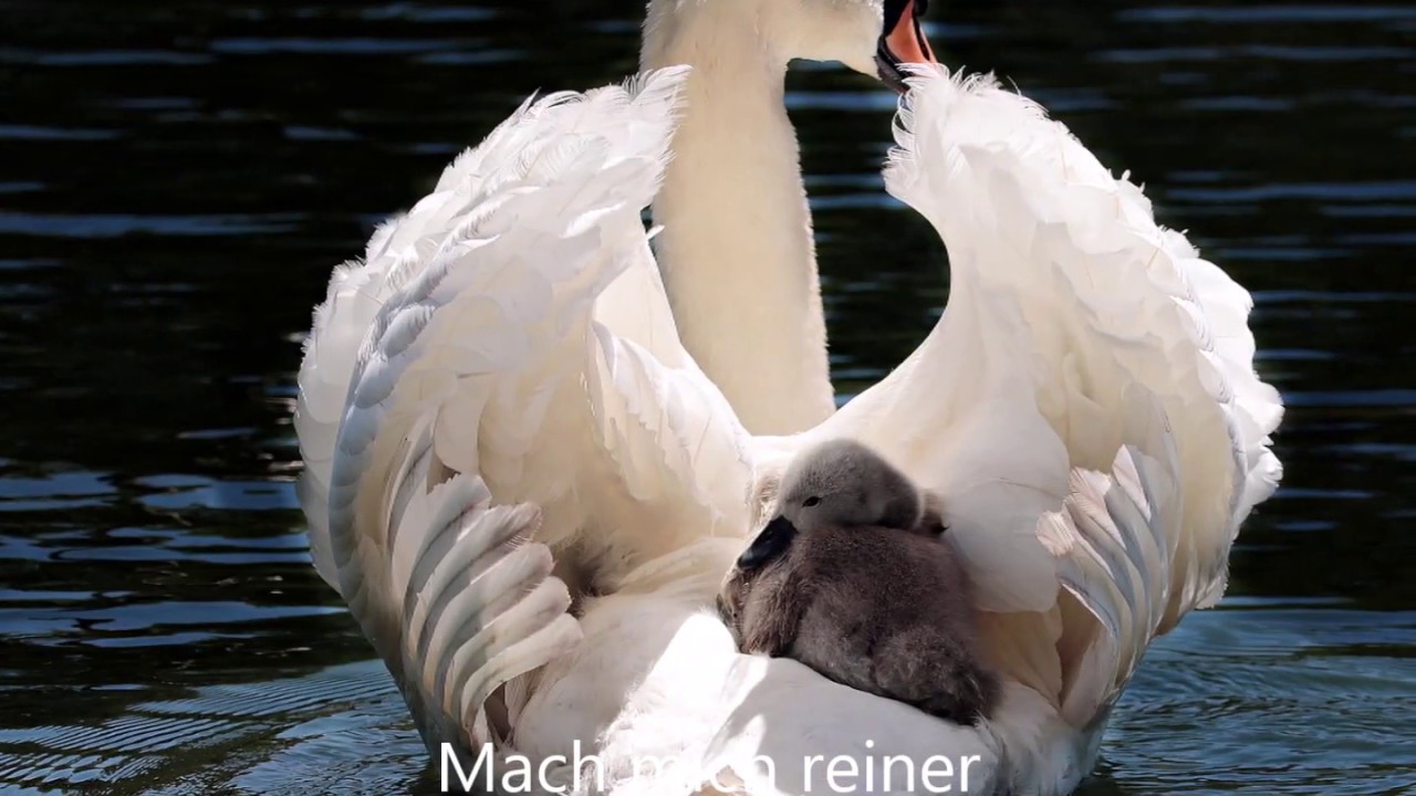 Mach mich reiner  -- Choraufnahme aus den 60er Jahren