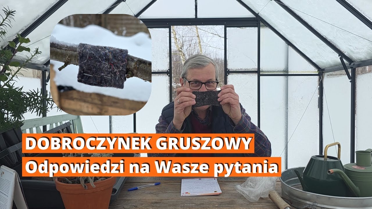 DOBROCZYNEK GRUSZOWY w pytaniach i odpowiedziach. Jak stosować dobroczynka w ogrodzie. EKO ogród.