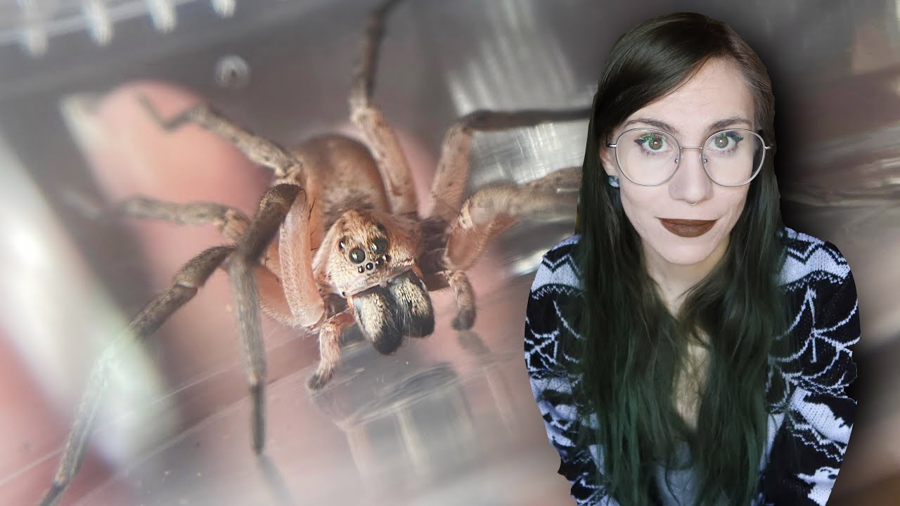 She DESERVES BETTER!.. GIANT Wolf Spider