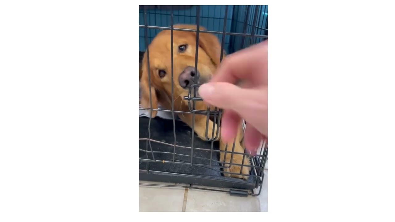 Egan shelter video