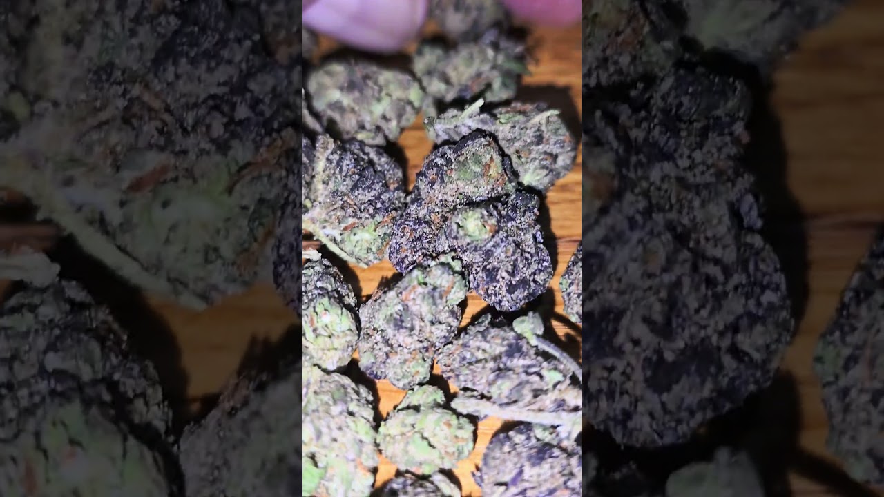 Vasco Blueberry Bannana T28 - Non Irradiated - #ciphergenetics Blueberry Tahoe and Thin Mint GSC*tbc