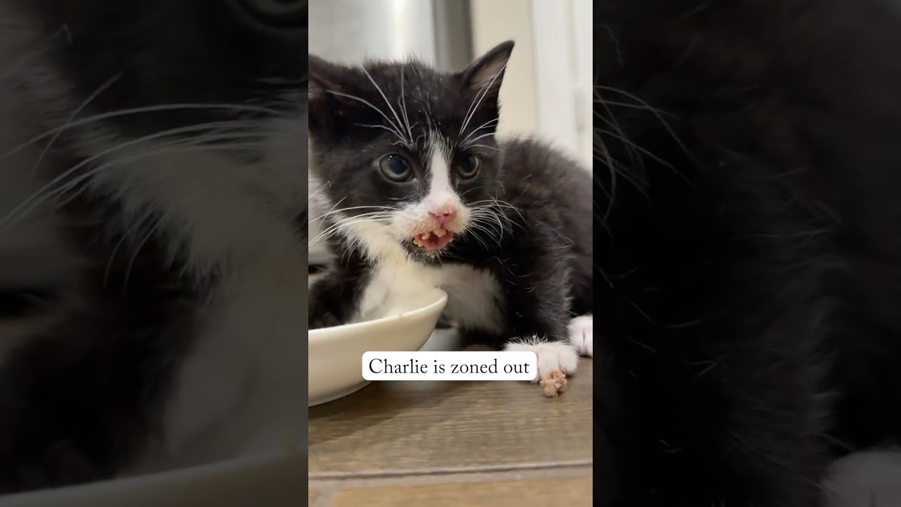 Suckling After Weaning