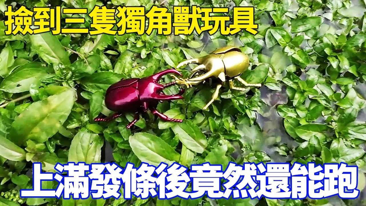 野外小河的青草上面，撿到三隻獨角獸玩具，上滿發條後竟然還能跑！ 【野王大坤戶外】