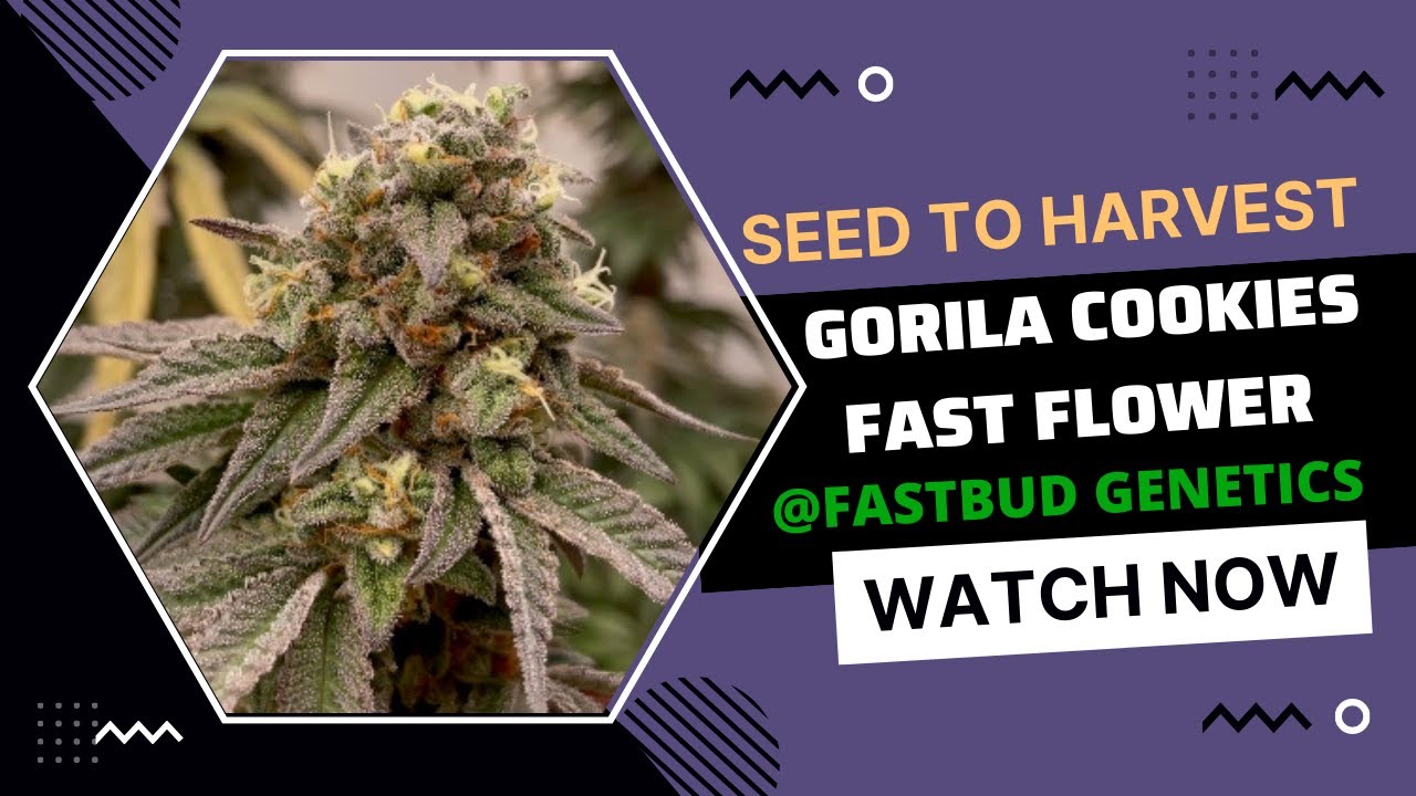 Seed To Harvest - Gorilla Cookies Strain by FastBuds Genetics | Fast-Flowering Genetics Unleashed