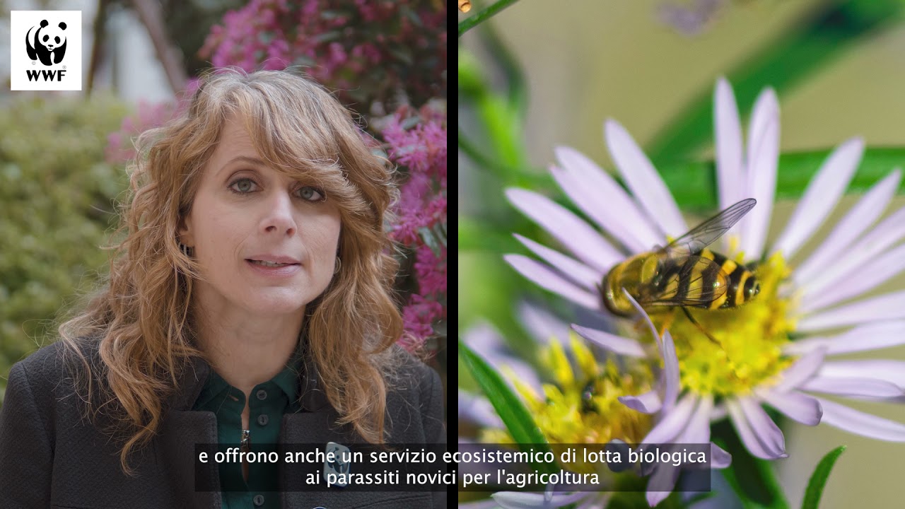 10 curiosità sugli insetti impollinatori