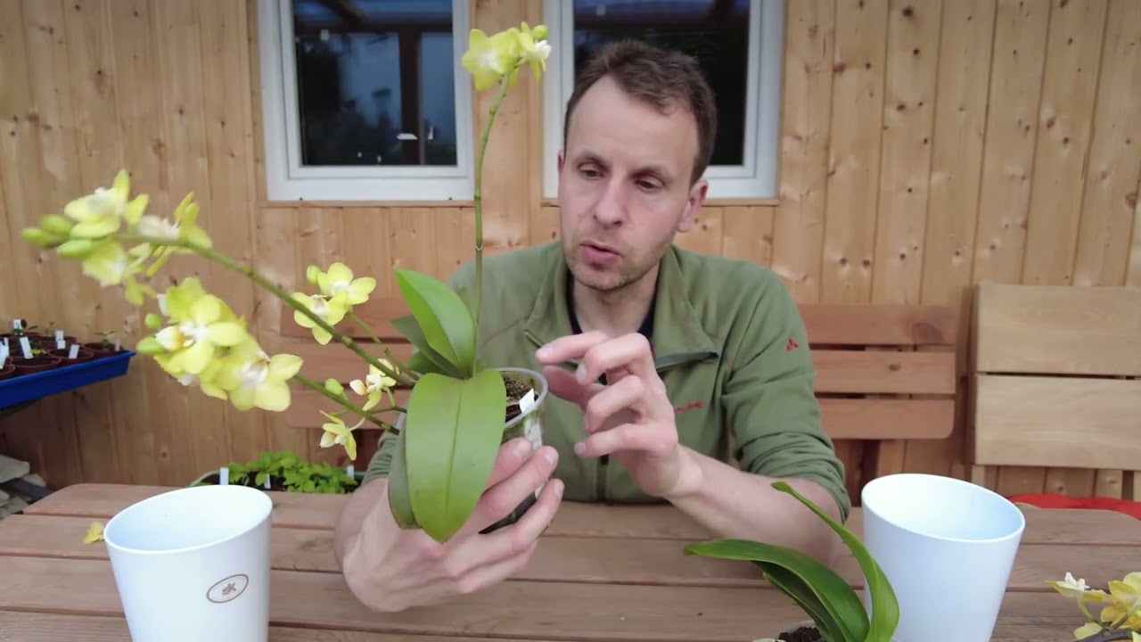 Orchidées oniriques - découvrez la beauté de Doritaenopsis Sogo Banana et Phalaenopsis Sunny Shore