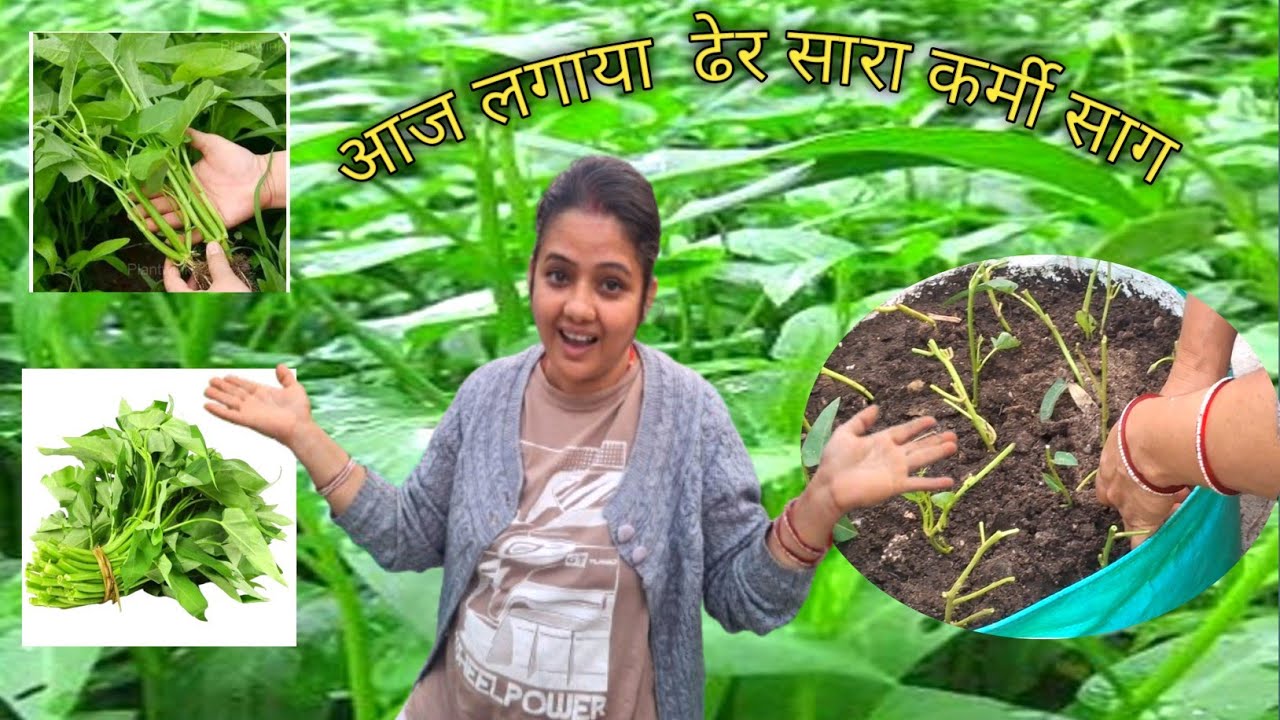 आज लगाया ढेर सारी कर्मी साग one year कैसे सम्भाल कर रखा पौधा 