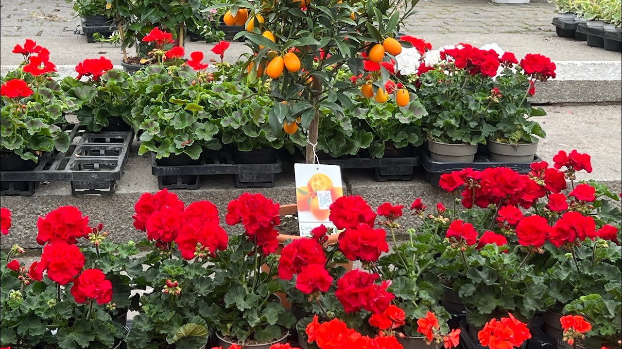 📢Almanya’da 🇩🇪Çiçek pazarı#almanya#garden##plants#pazar