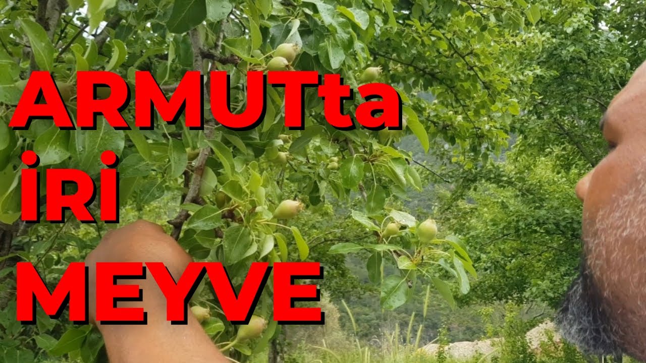 Armut Meyvesi Nasıl Daha İri Olur ?
